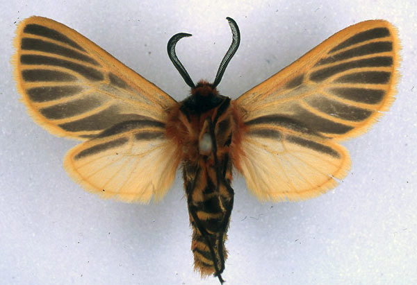 /filer/webapps/moths/media/images/F/flavivena_Metarctia_ST_BMNH_02.jpg