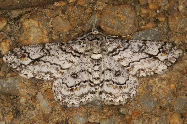 /filer/webapps/moths/media/images/F/flavivenata_Cleora_AM_Heyns.jpg