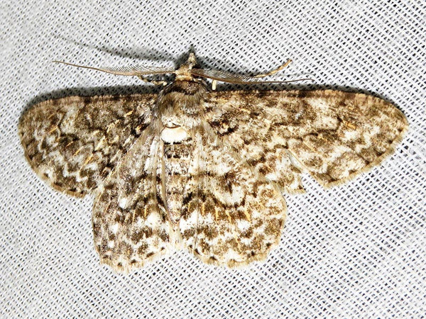 /filer/webapps/moths/media/images/F/flavivenata_Cleora_A_Braun.jpg