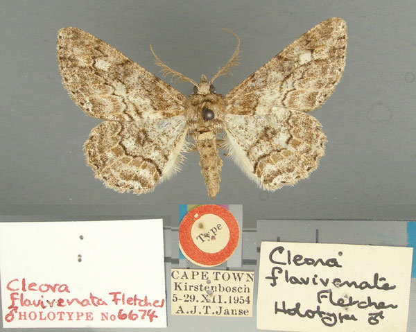 /filer/webapps/moths/media/images/F/flavivenata_Cleora_HT_TMSA.jpg