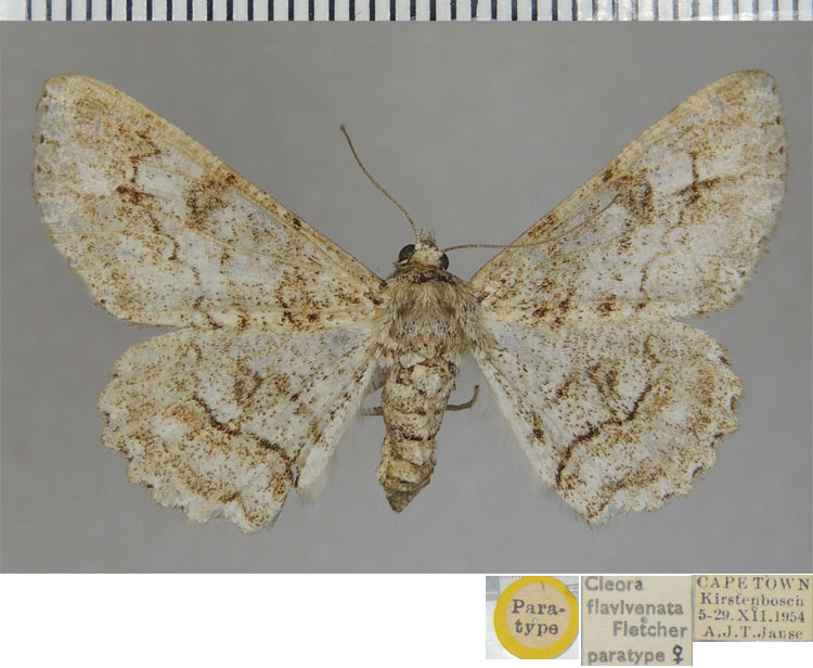 /filer/webapps/moths/media/images/F/flavivenata_Cleora_PTF_ZSM.jpg
