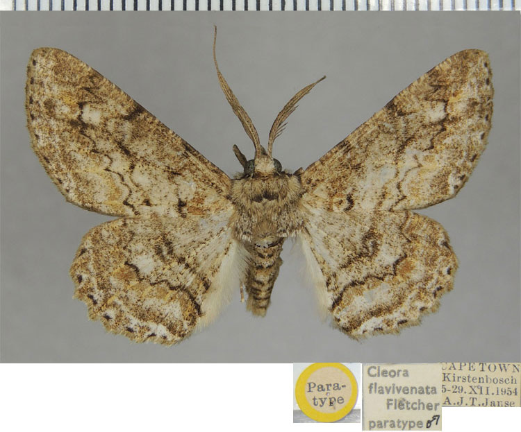 /filer/webapps/moths/media/images/F/flavivenata_Cleora_PTM_ZSM.jpg