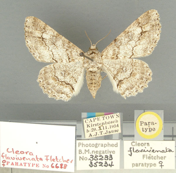 /filer/webapps/moths/media/images/F/flavivenata_Cleora_PT_TMSA.jpg