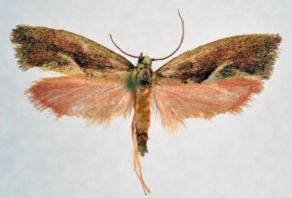 /filer/webapps/moths/media/images/F/flavivitella_Gymnogramma_AM_NHMO_01.jpg