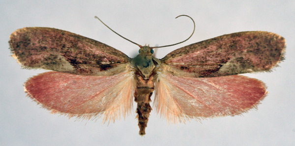 /filer/webapps/moths/media/images/F/flavivitella_Gymnogramma_AM_NHMO_02.jpg