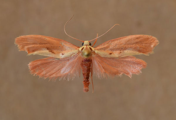/filer/webapps/moths/media/images/F/flavivitella_Gymnogramma_A_Butler.jpg