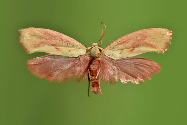 /filer/webapps/moths/media/images/F/flavivitella_Gymnogramma_A_Butler_02.jpg