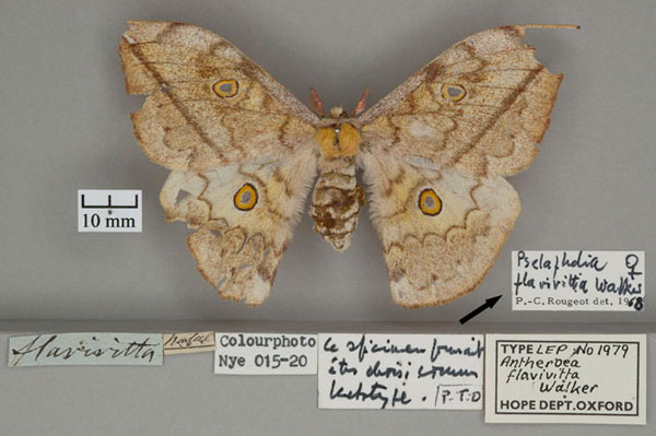 /filer/webapps/moths/media/images/F/flavivitta_Antheroea_HT_OUMNH_01.jpg