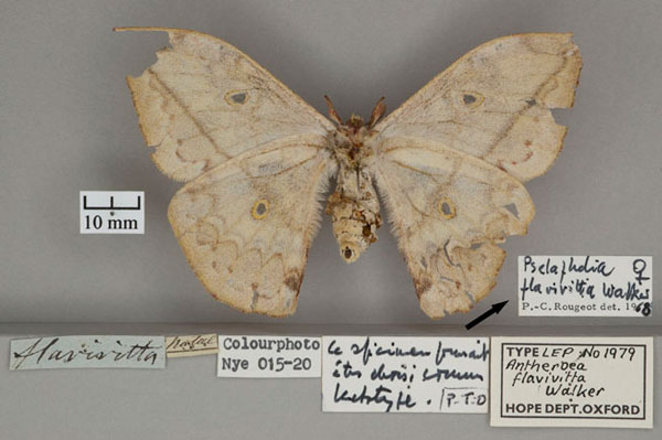 /filer/webapps/moths/media/images/F/flavivitta_Antheroea_HT_OUMNH_02.jpg