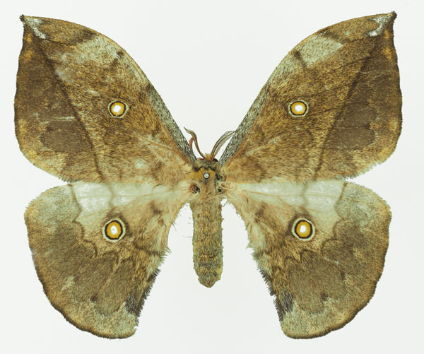 /filer/webapps/moths/media/images/F/flavivitta_Pselaphelia_AF_Basquina.jpg