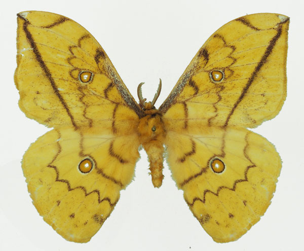 /filer/webapps/moths/media/images/F/flavivitta_Pselaphelia_AM_Basquina.jpg