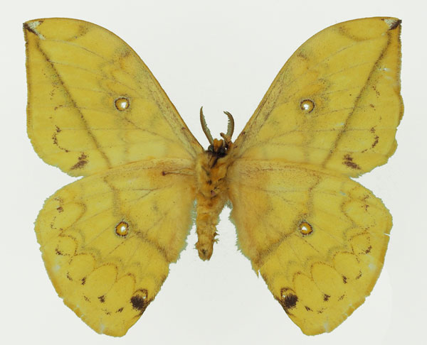 /filer/webapps/moths/media/images/F/flavivitta_Pselaphelia_AM_Basquinb.jpg