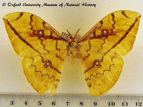 /filer/webapps/moths/media/images/F/flavivitta_Pselaphelia_A_OUMNH.jpg