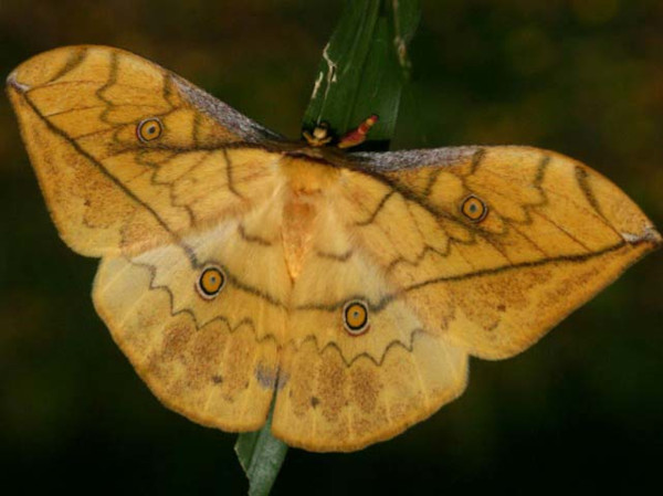 /filer/webapps/moths/media/images/F/flavivitta_Pselaphelia_A_Wursten.jpg