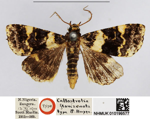 /filer/webapps/moths/media/images/F/flavizonata_Callostrotia_HT_NHMUK.jpg