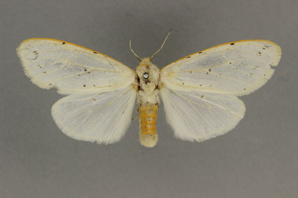 /filer/webapps/moths/media/images/F/flavizonata_Paralpenus_AF_BMNH.jpg