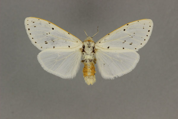/filer/webapps/moths/media/images/F/flavizonata_Paralpenus_AM_BMNH.jpg