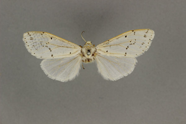 /filer/webapps/moths/media/images/F/flavizonata_Paralpenus_HT_BMNH.jpg