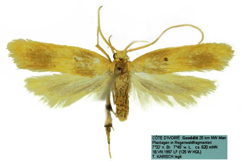 /filer/webapps/moths/media/images/F/flavoaurea_Dragmatucha_HT_SDEI.jpg