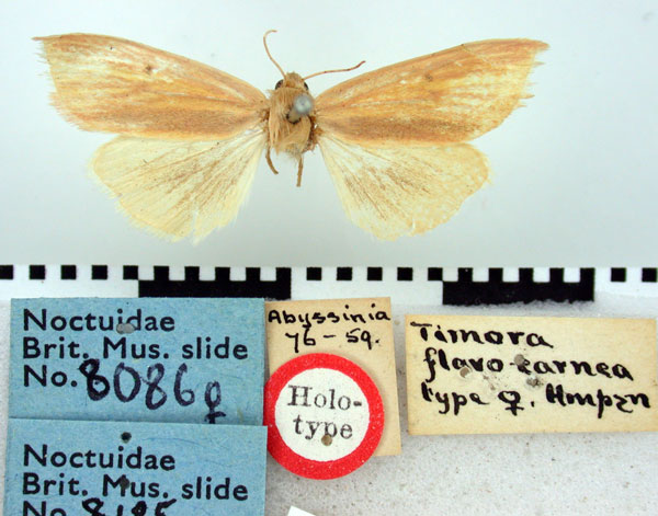 /filer/webapps/moths/media/images/F/flavocarnea_Timora_HT_BMNH.jpg
