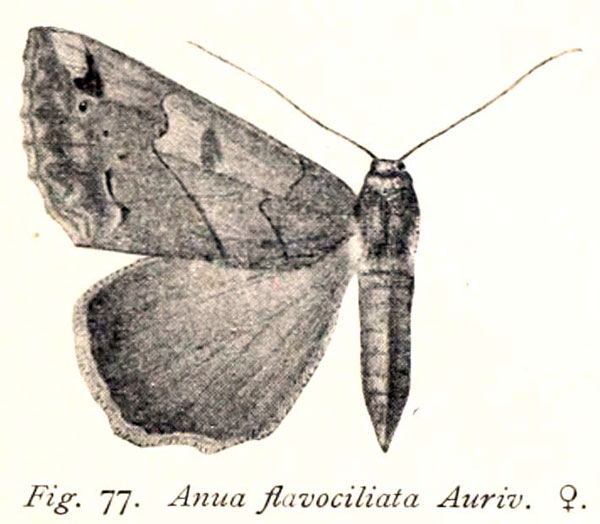 /filer/webapps/moths/media/images/F/flavociliata_Anua_HT_Aurivillius_1925_77.jpg