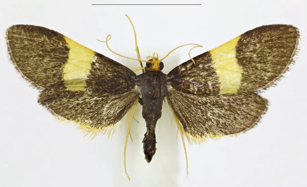 /filer/webapps/moths/media/images/F/flavofascia_Pyrausta_HT_ABSRC.jpg