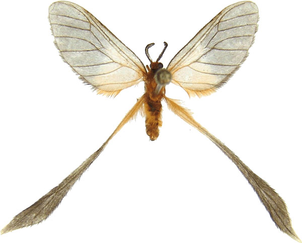 /filer/webapps/moths/media/images/F/flavomaculata_Doratopteryx_AM_MCJM.jpg