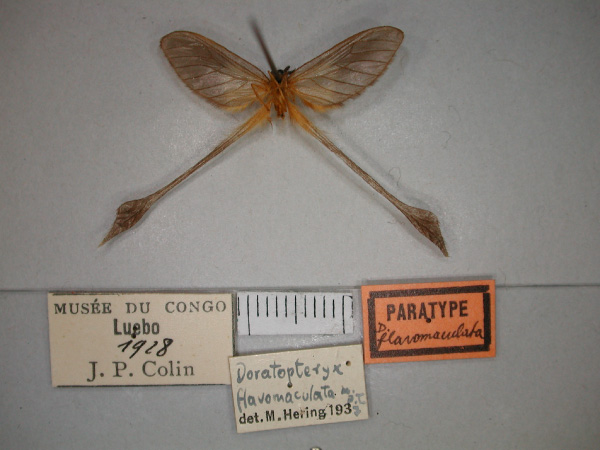 /filer/webapps/moths/media/images/F/flavomaculata_Doratopteryx_PT_RMCA_02.jpg