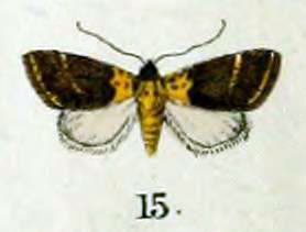 /filer/webapps/moths/media/images/F/flavonigra_Rivula_HT_Swinhoe_47_15.jpg