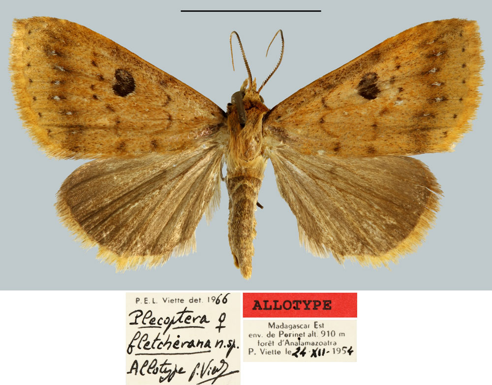 /filer/webapps/moths/media/images/F/fletcherana_Plecoptera_AT_MNHN.jpg