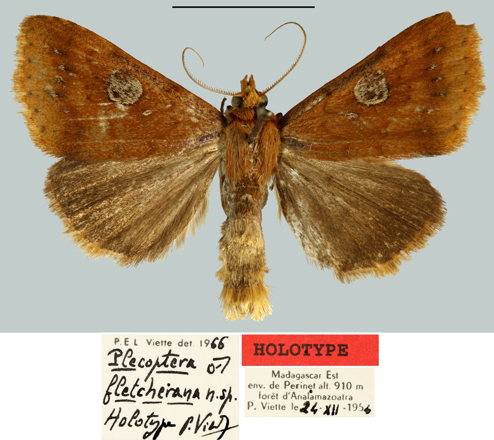 /filer/webapps/moths/media/images/F/fletcherana_Plecoptera_HT_MNHN.jpg