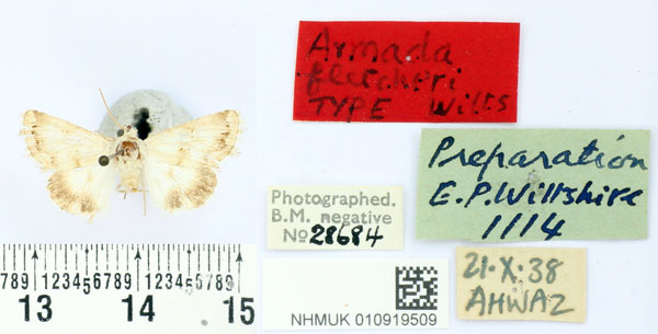 /filer/webapps/moths/media/images/F/fletcheri_Armada_HT_BMNH.jpg