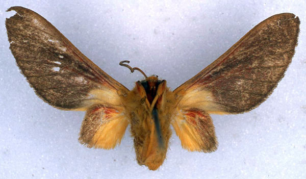 /filer/webapps/moths/media/images/F/fletcheri_Bergeria_HT_BMNH_02.jpg