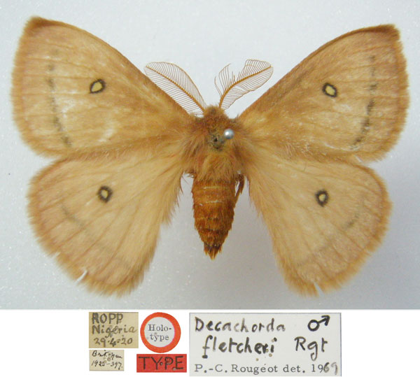 /filer/webapps/moths/media/images/F/fletcheri_Decachorda_HT_NHMUKa.jpg