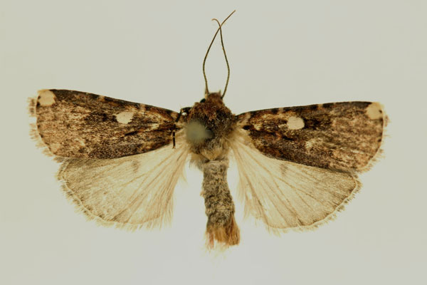 /filer/webapps/moths/media/images/F/fletcheri_Euxootera_HT_RMCA_02.jpg