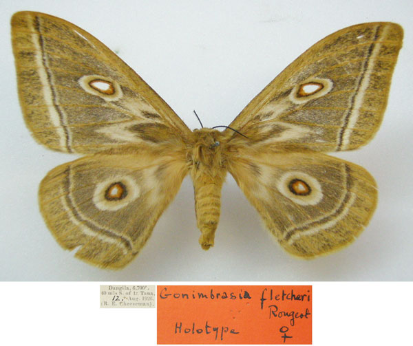 /filer/webapps/moths/media/images/F/fletcheri_Gonimbrasia_HT_NHMUKa.jpg