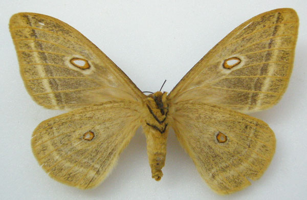 /filer/webapps/moths/media/images/F/fletcheri_Gonimbrasia_HT_NHMUKb.jpg