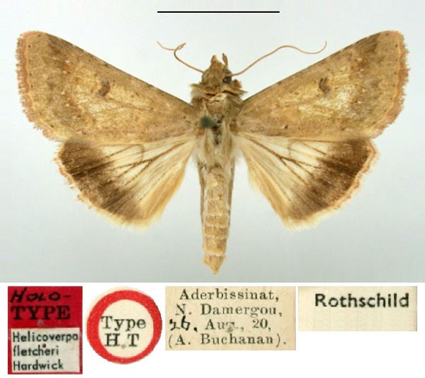 /filer/webapps/moths/media/images/F/fletcheri_Helicoverpa_HT_BMNH.jpg