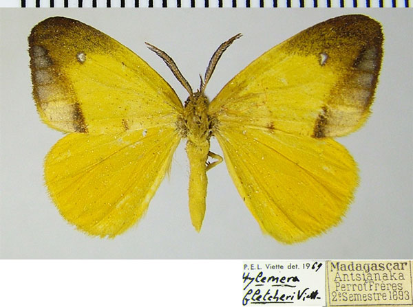 /filer/webapps/moths/media/images/F/fletcheri_Hylemera_AM_ZSMa.jpg