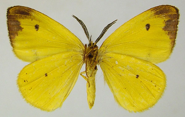 /filer/webapps/moths/media/images/F/fletcheri_Hylemera_AM_ZSMb.jpg