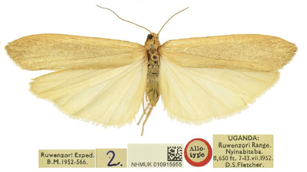 /filer/webapps/moths/media/images/F/fletcheri_Lophilema_PTF_BMNH_Ei09o1k.jpg
