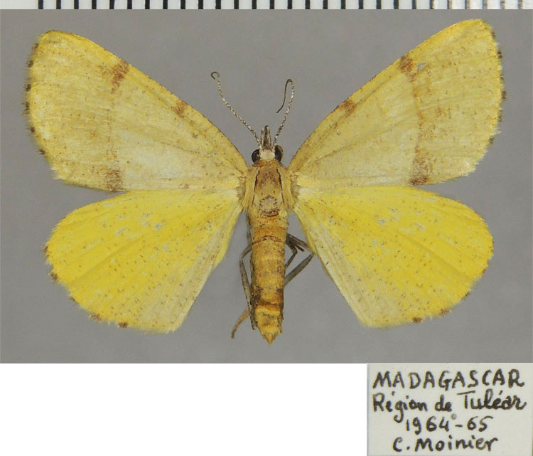 /filer/webapps/moths/media/images/F/fletcheri_Petrodava_AF_ZSM.jpg