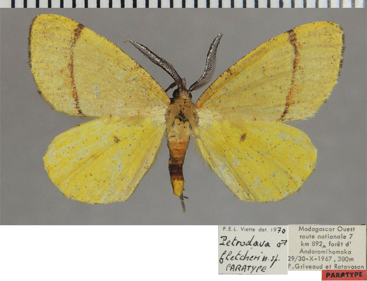/filer/webapps/moths/media/images/F/fletcheri_Petrodava_PTM_ZSMa.jpg