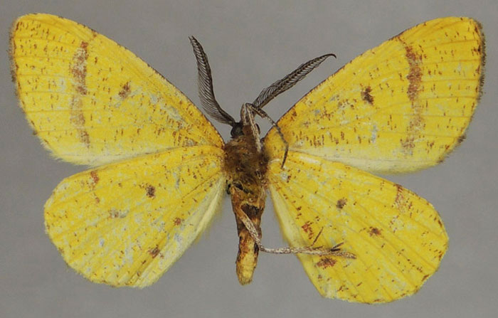 /filer/webapps/moths/media/images/F/fletcheri_Petrodava_PTM_ZSMb.jpg