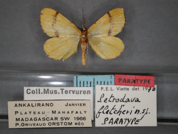 /filer/webapps/moths/media/images/F/fletcheri_Petrodava_PT_RMCA_01.jpg
