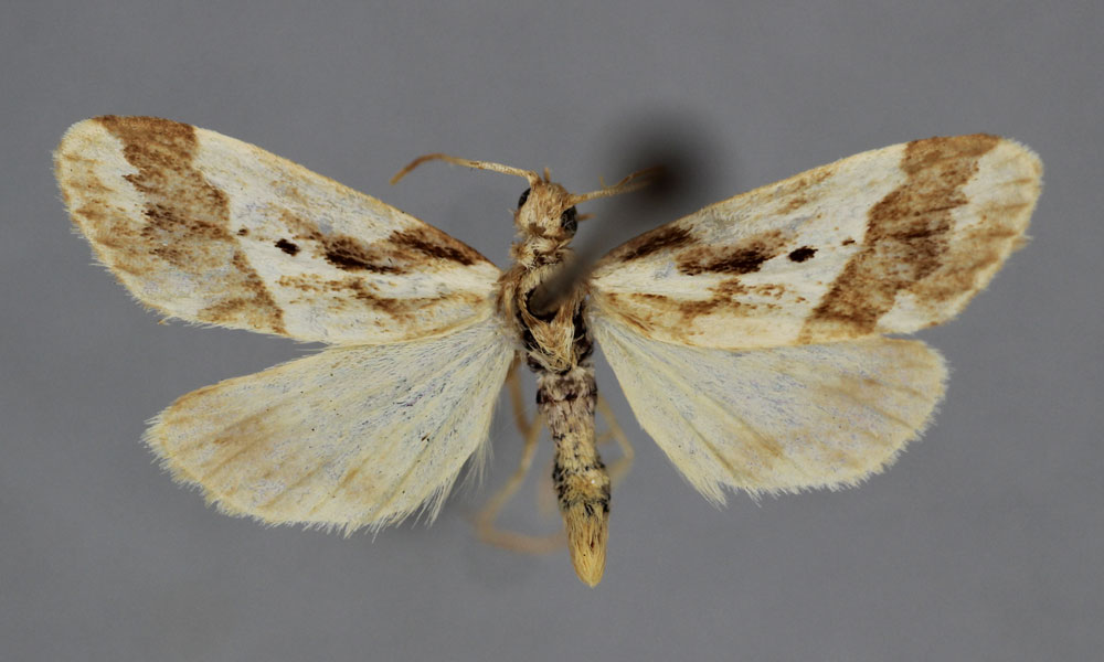 /filer/webapps/moths/media/images/F/fletcheri_Philenora_HT_BMNH.jpg
