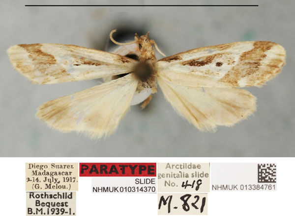 /filer/webapps/moths/media/images/F/fletcheri_Philenora_PT_NHMUKa.jpg