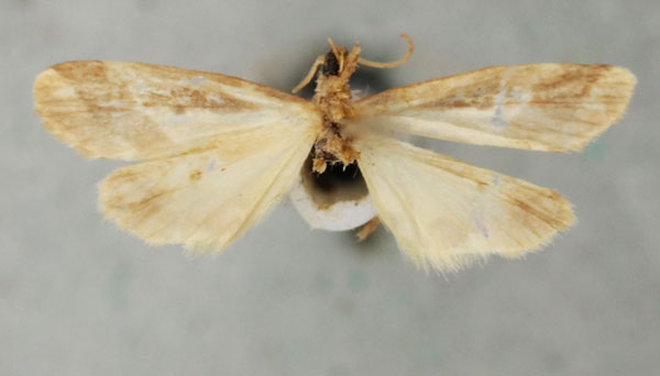 /filer/webapps/moths/media/images/F/fletcheri_Philenora_PT_NHMUKb.jpg