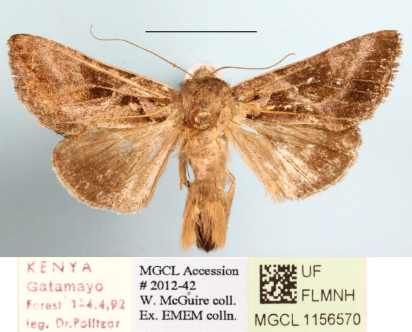 /filer/webapps/moths/media/images/F/fletcheri_Plusiotricha_A_MGCLa_01.JPG