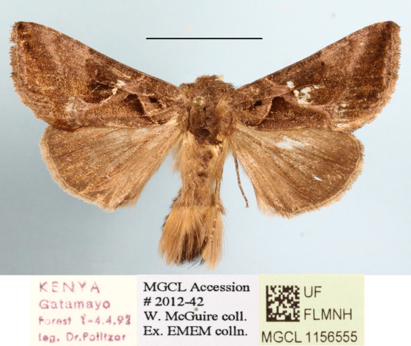 /filer/webapps/moths/media/images/F/fletcheri_Plusiotricha_A_MGCLa_02.JPG